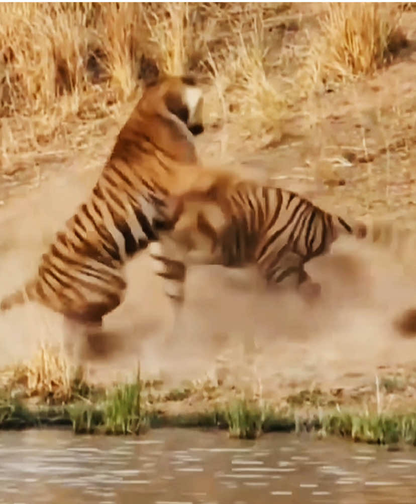 A lenda da selva está de volta! 🐅🔥 O tigre, com sua força avassaladora, beleza selvagem e olhar hipnotizante, é o verdadeiro imperador da natureza. 🌿✨ Confira este novo edit épico e sinta o poder do maior felino do mundo! #Tigre #ImperadorDaSelva #ReiDasFlorestas #Wildlife #AnimaisSelvagens #naturezaselvagem #ReinoAnimal #tiger #ForçaDaNatureza #MundoSelvagem #PlanetaAnimal #FYP