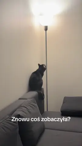 wtf? 😳 #paranormal #paranormalactivity #poltergeist #demon #haunted #zozo #duch #nawiedzonydom #zjawiskaparanormalne #ghosts #poltergeistactivity #cat #kot 