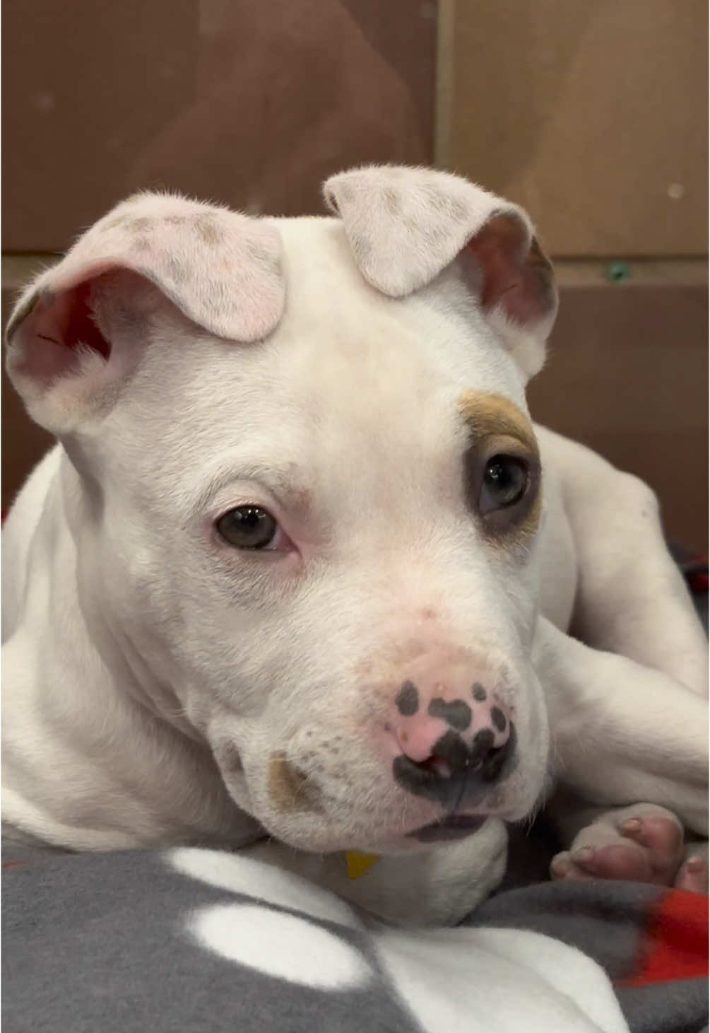 How is he still here??? This cutest piggy pitty pup looking for his forever home !! #fyp #fypシ #adorable #puppy #pitbull #pitbullsoftiktok 