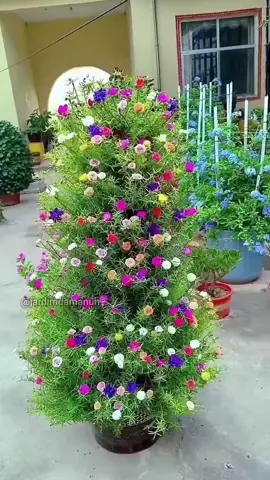 Criando uma torre de onze horas #garden #jardim #jardinagem #onzehoras