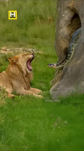 Tiger VS snake real fight 💪 #tik_tok #foryoupage #tigersoftiktok #snakesoftiktok #fyp #watchtillend #watchclosely 