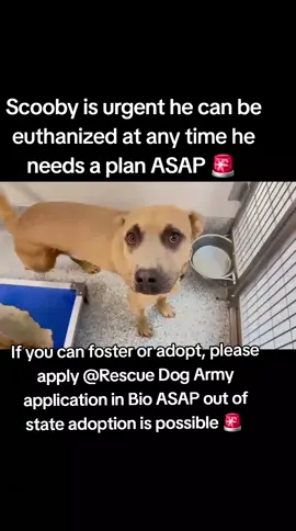 SCOOBY IS URGENT HE CAN LOSE HIS LIFE AT ANY TIME AT HARRIS COUNTY PET'S SHELTER. HE NEEDS A PLAN ASAP. PLEASE CONSIDER FOSTERING IF YOU ARE UNABLE TO ADOPT IT WILL SAVE THIS SWEET BOYS LIFE.  IF YOU CAN FOSTER OR ADOPT PLEASE APPLY @RESCUE DOG ARMY APPLICATION IN BIO ASAP 🚨.  OUT OF STATE ADOPTION IS POSSIBLE.  I DON'T HAVE NOTES ON SCOOBY BUT WILL UPDATE AS SOON AS I CAN.  PLEASE MESSAGE ME IF YOU HAVE ANY QUESTIONS.  ADDRESS.  HARRIS COUNTY PET'S SHELTER. 612 CANINO RD IN HOUSTON TEXAS.  #adopt #foster #rescue #resuedogarmy #harriscountypets #FYP #SAVE 