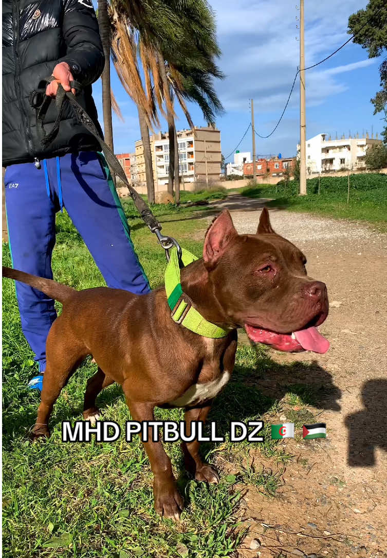 TOKYO 🇩🇿 #mhdpitbulldz #pitbul #pitbullsoftiktok #pitbulls #pitbulldogs #pitbulls_official #pitbullterrier #pitbullpuppy #dog #dogsoftiktok #dogs #doglover 