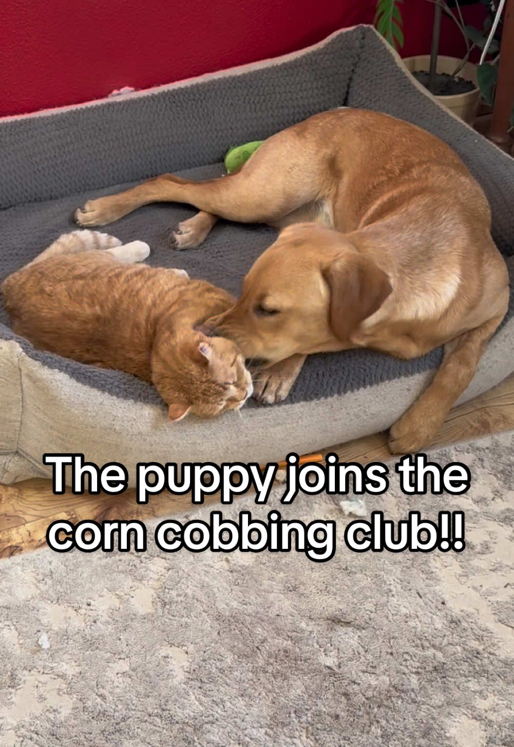 Now we have 2 dogs who cob (nibble) the cat! #corncobbing #nibnibs #catdogbestfriends #dogcobscat 