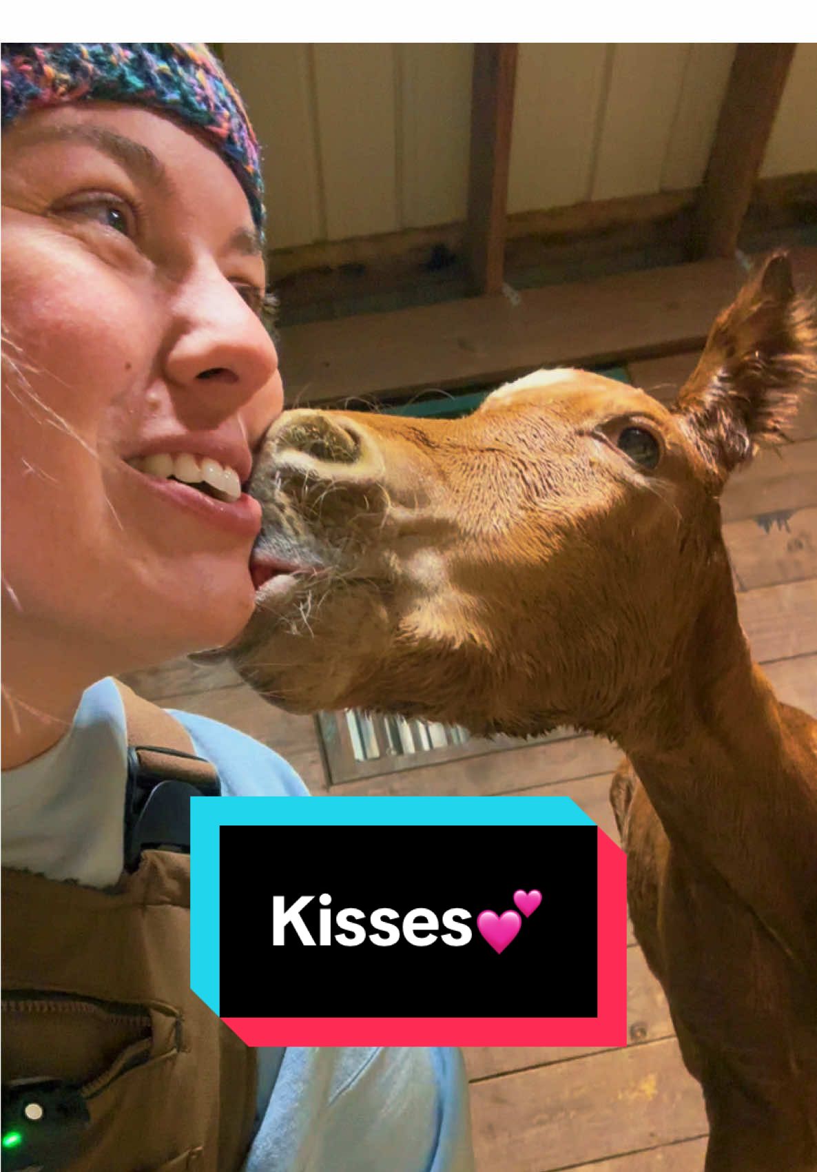 The sweetest kisses I’ve ever received😭🥹🐴💕 #foalsof2025 #foalsoftiktok #foalingseason #foalingseason2025 #babyhorse 