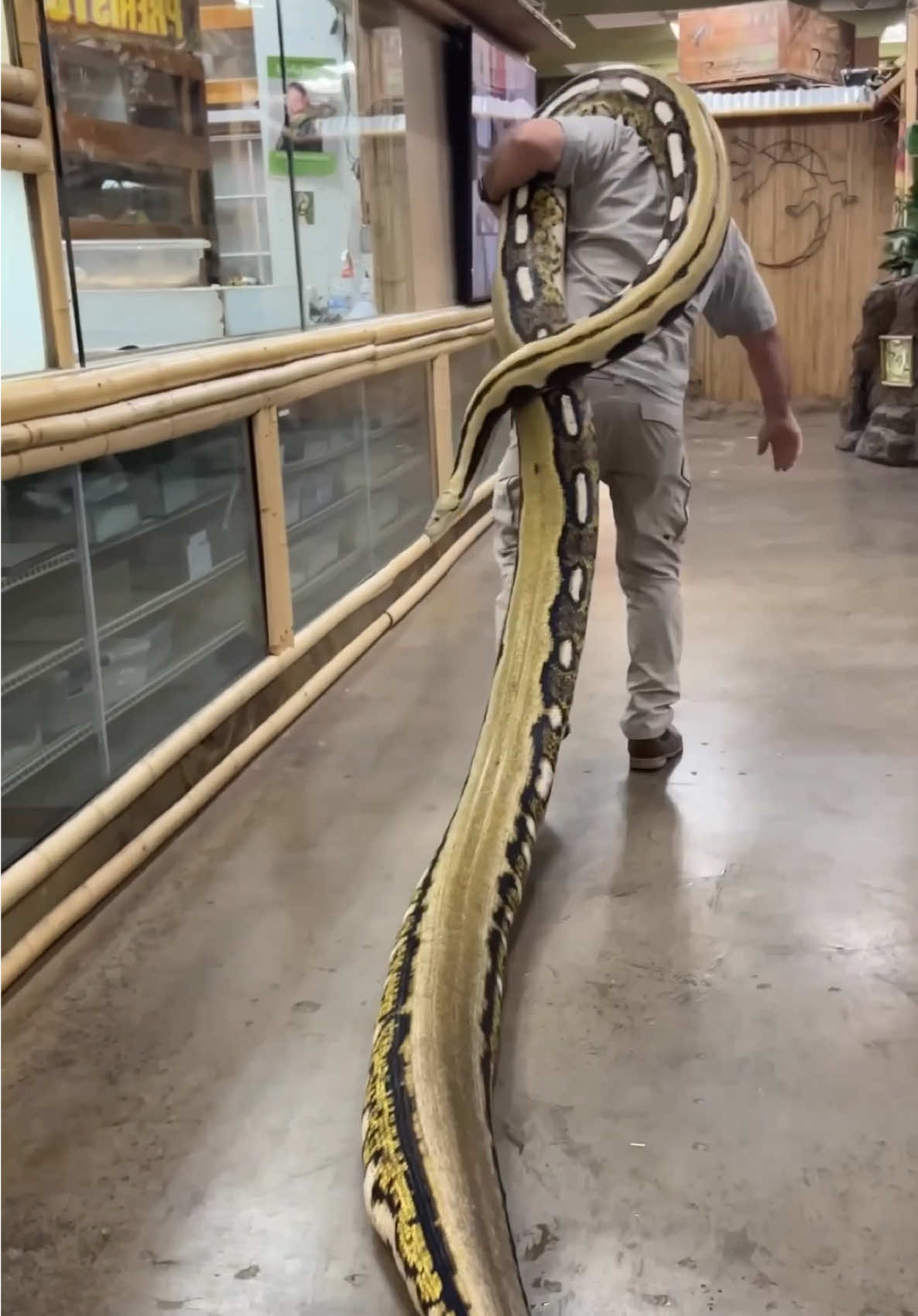 MOVING A GIANT🤯 This is a big snake but this doesn’t even come close to the biggest ones out there😮 This girl is around 20 feet and the world record for the longest snake is 32 FEET😳