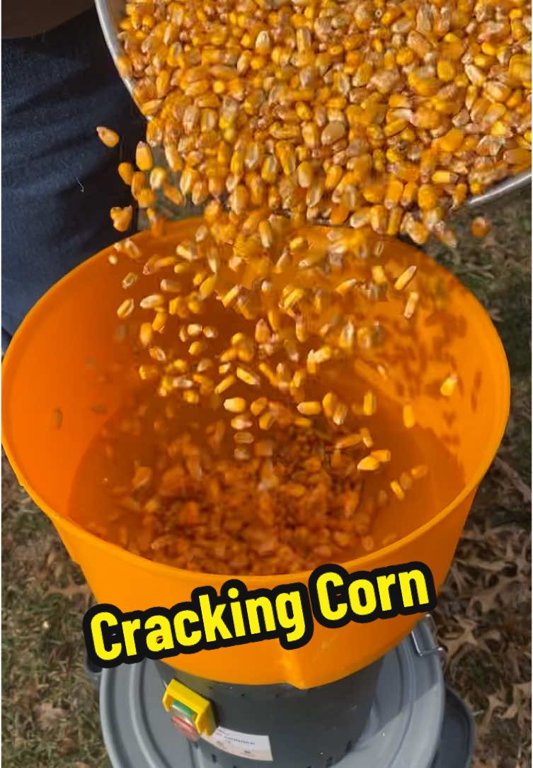 Cracking corn through our grain mill. The chickens love this farm grown corn! #homesteading #simplelife #raisingchickens #chickens #missourihomestead #grainmill #grainmilling #makingchickenfeed #crackingcorn #backyardchickens 