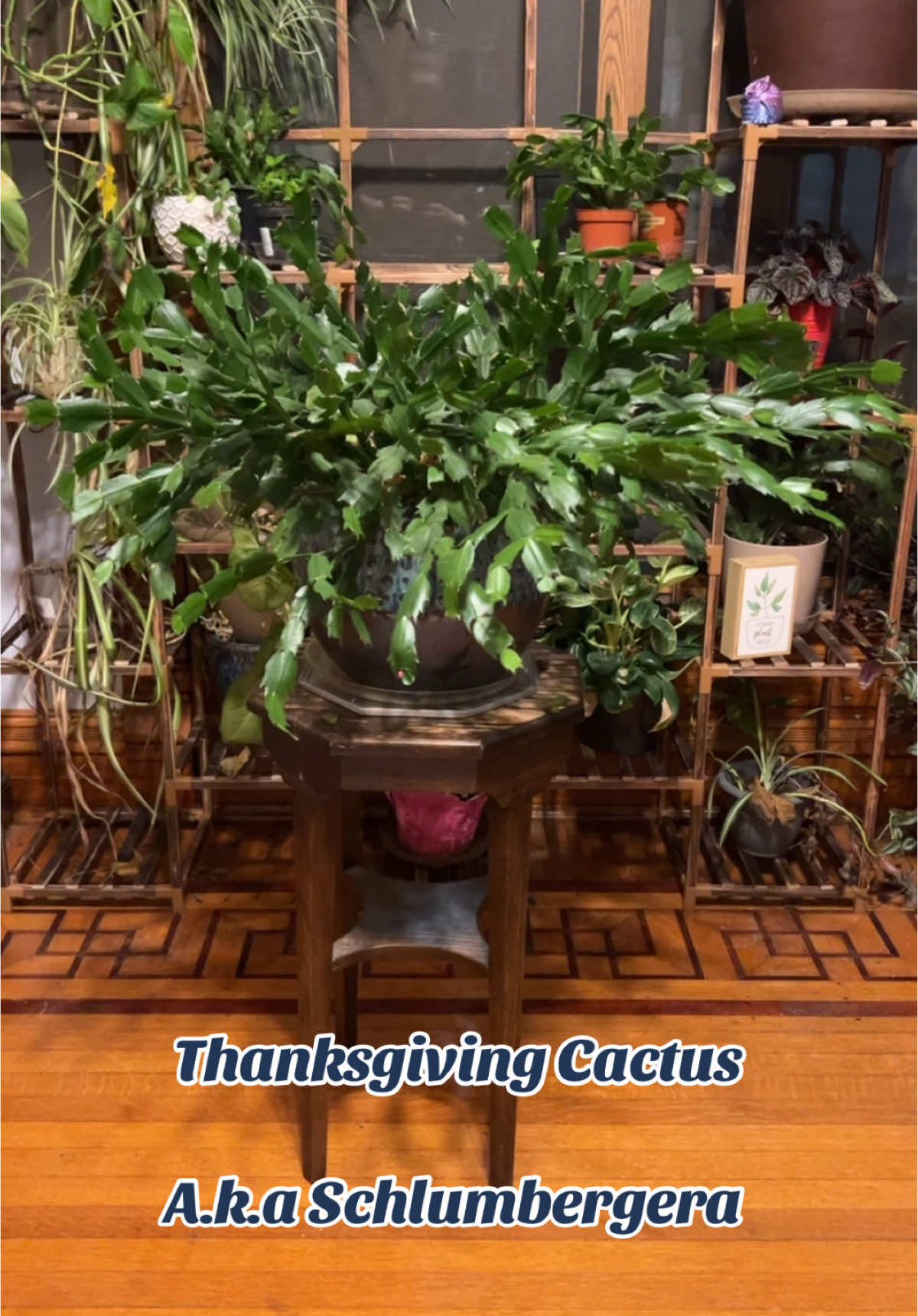 #ThanksgivingCatus#Schlumbergera#crazyplantlady#iloveplants