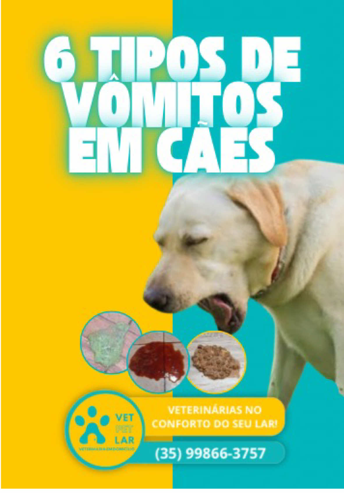 6 tipos de vômitos em cães. #vomitoemcaes #veterinariaemdomicilio #veterinaria 