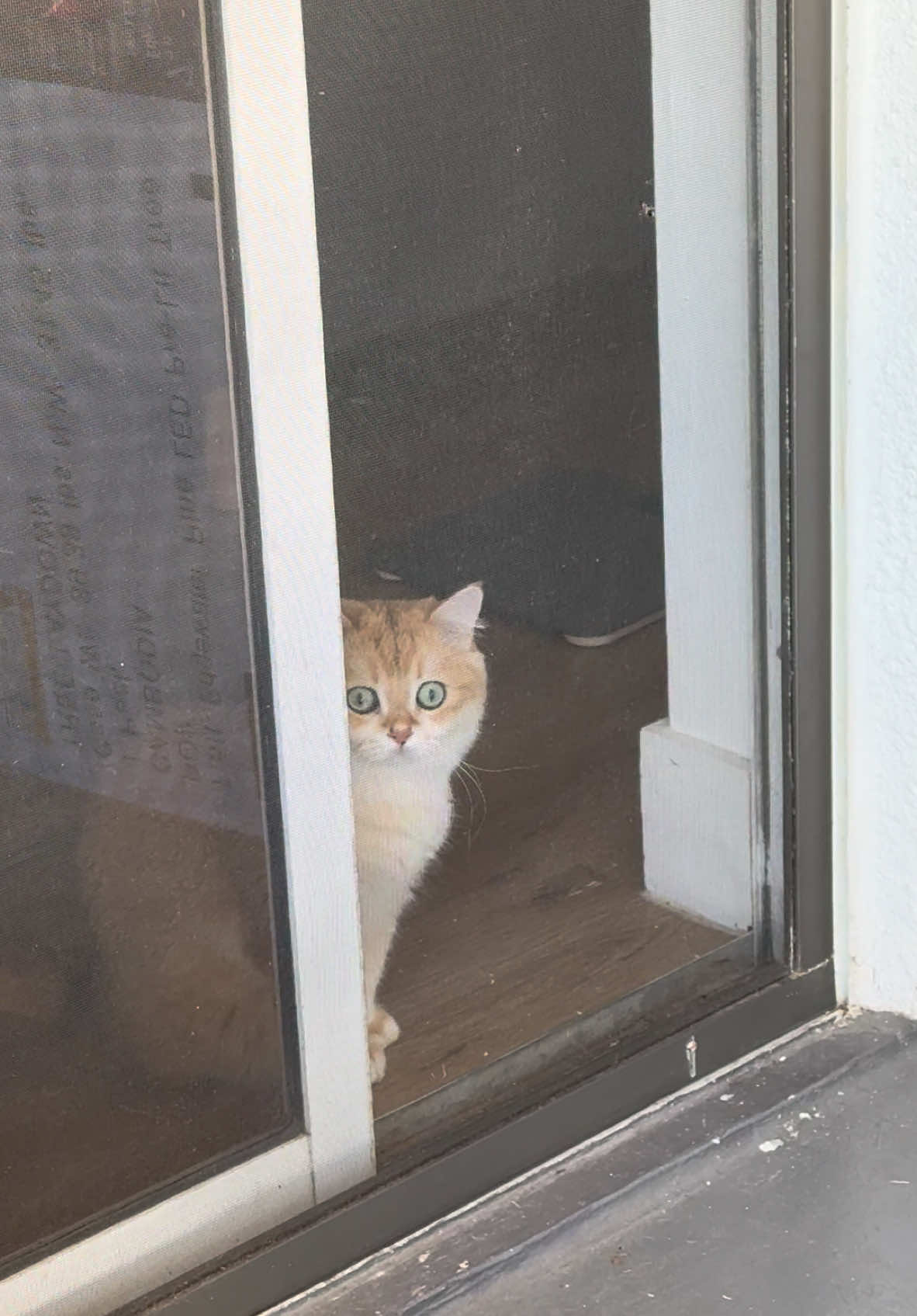 Maku hunting from window😅🥰🐈#catsoftiktok #cat #catslovers #britishshorthair 