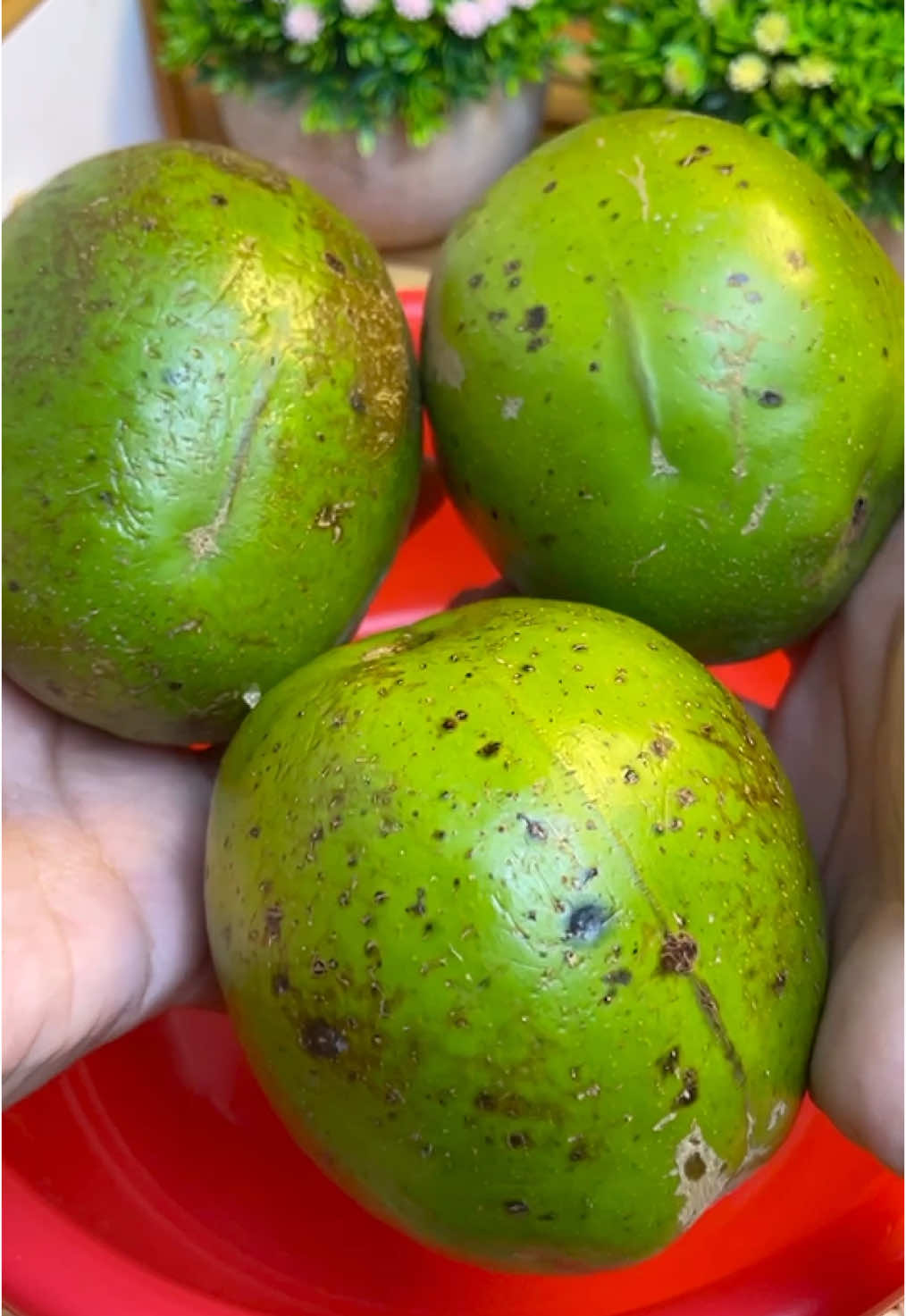 Karena dia lewat terus di beranda, jadinya aku bikin rujak ajah #cooking #cemilan #rujakkedondong #masakanindonesia #fyp #fyppppppppppppppppppppppp #foryoupage #viraltiktok #kedongdong 