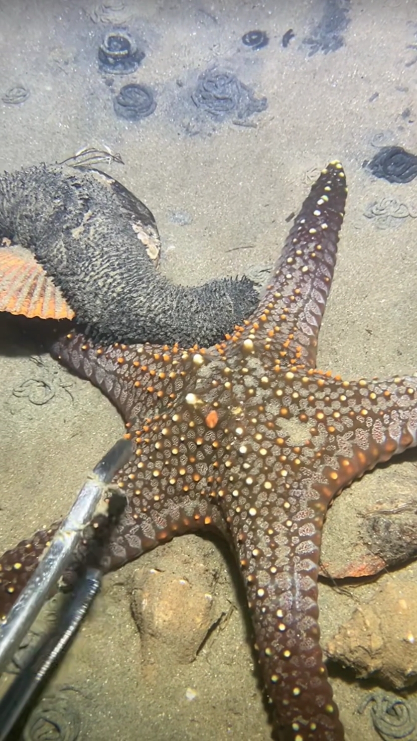 Diving to catch a giant starfish on the seabed. #diving #crab #catchthesea #seafood #seaside #fish