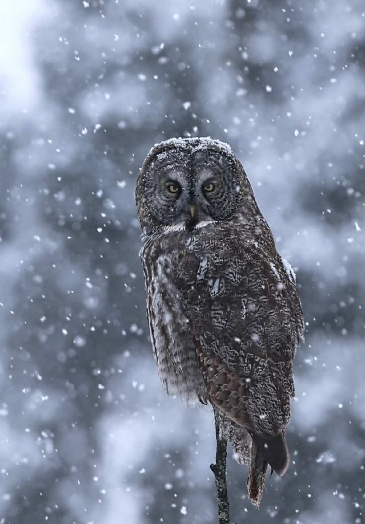 Great Grey Owl in The Snow 🦉❄️ • With its enigmatic face and piercing gaze, the great grey owl captivates anyone lucky enough to encounter it. As the largest owl in Québec, its impressive wingspan can reach up to 1.60 meters!  • This extraordinary predator is a true master of the hunt. It can detect prey hidden under 20 cm of snow, even when the surface is crusted with ice. Such incredible adaptations allow it to thrive in our harsh winters! Did you know it is diurnal? This means it hunts both during the day and at night, making it an even more fascinating species to observe. • It’s crucial to protect our wetlands and natural parks to continue coexisting with these majestic birds. Every winter, they grace our landscapes in search of food, enriching our ecosystems with their presence. Let’s preserve their habitats so future generations can also marvel at these incredible owls. • Great Grey Owl Québec, Canada . . #GreatGreyOwl #owl #wildlifephotography #naturelover #snow #canada_life🇨🇦 #foryoupage❤️❤️ 