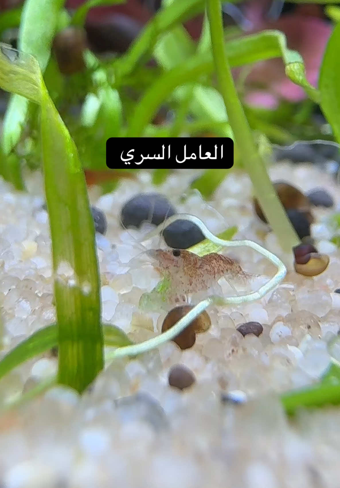 #حوض_اسماك #aquarium #shrimp شغالين تكنيس 24 ساعة