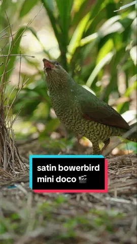 Last year I visited this bower a few times and collected hours of footage, which I never had a use for, until now.  Here’s a mini nature doco, all about satin bowerbirds. Let me know if you enjoy this longer format and maybe I make some more!  #bowerbird #wildlifephotography #bird #lyrebird 