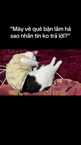 😺kao bận ngủ