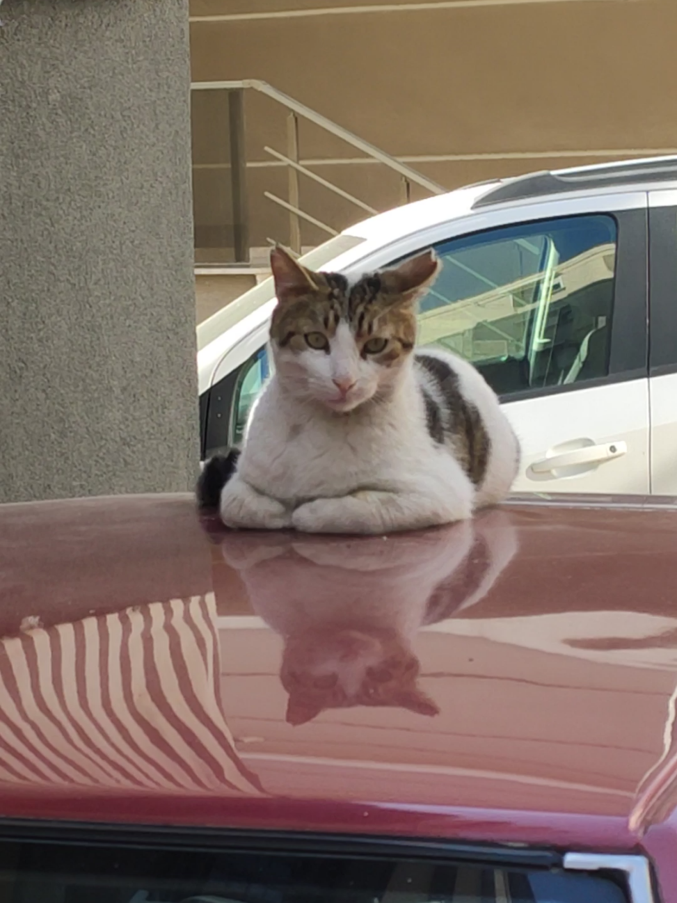 Cute cat sitting on top of the car | Arabanın üstündeki kedinin tatlı oturuşu 