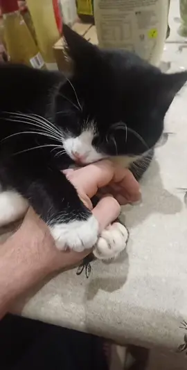 Its an animal thing..... #catsoftiktok #playing #gypsymagic #kitten 