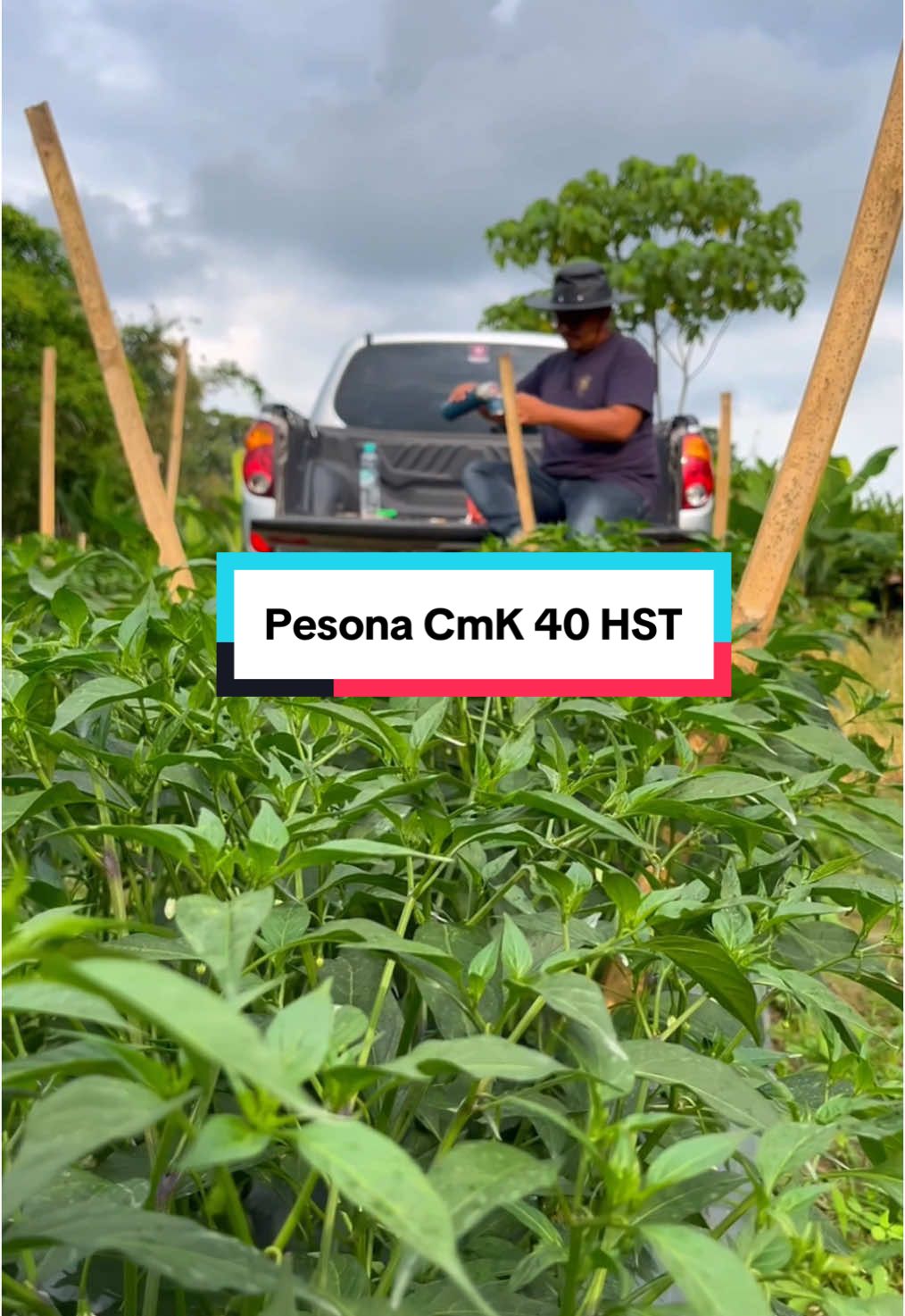 Sore hari, Suasana di kebun Cabai Merah Usia 40 HST. #petani 