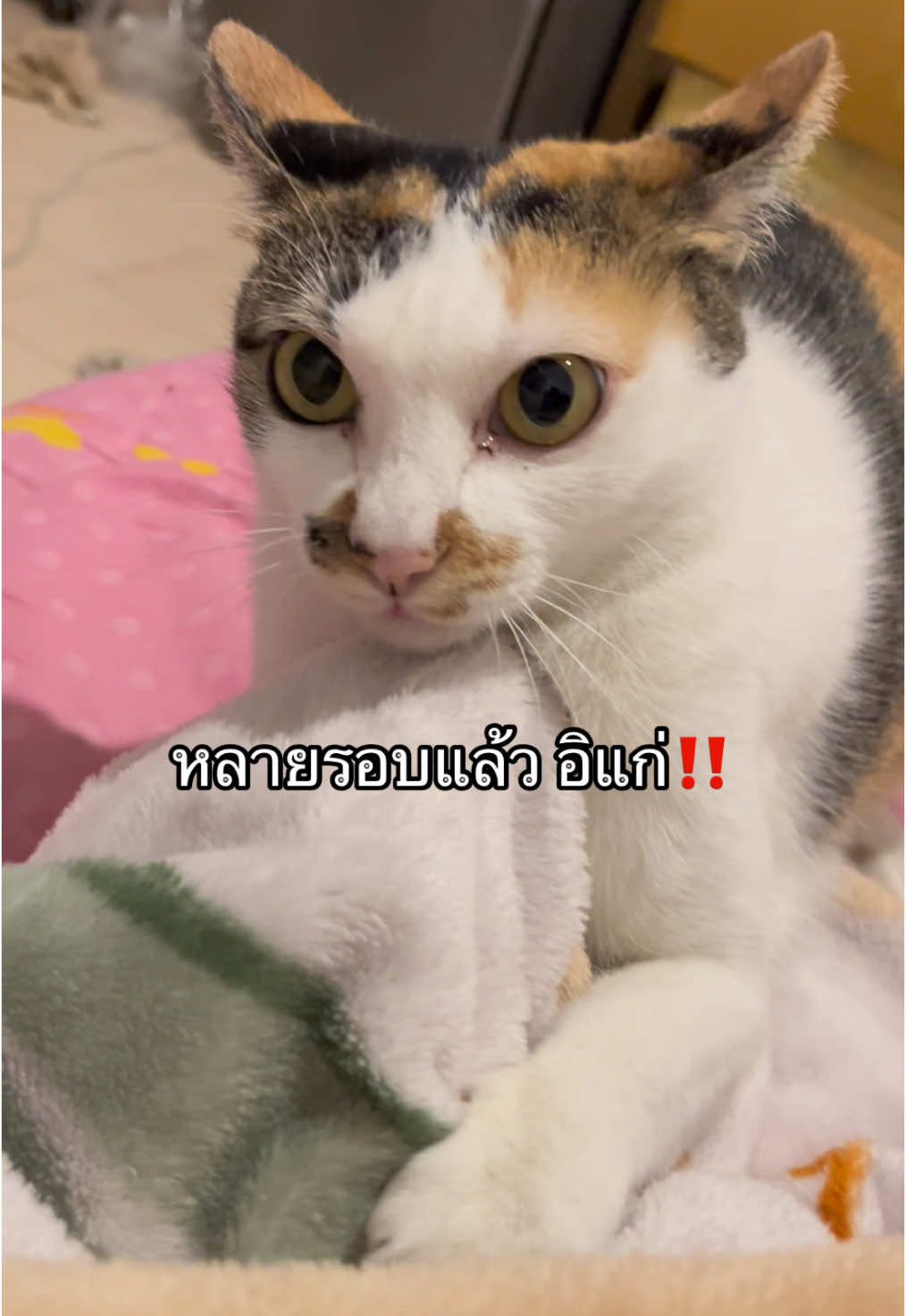 หลายรอยแล้วอิสัส หลายรอบแล้ว #ทาสแมว #catsoftiktok #แมวสามสี #แมวเหมียว #แมวน่ารัก 