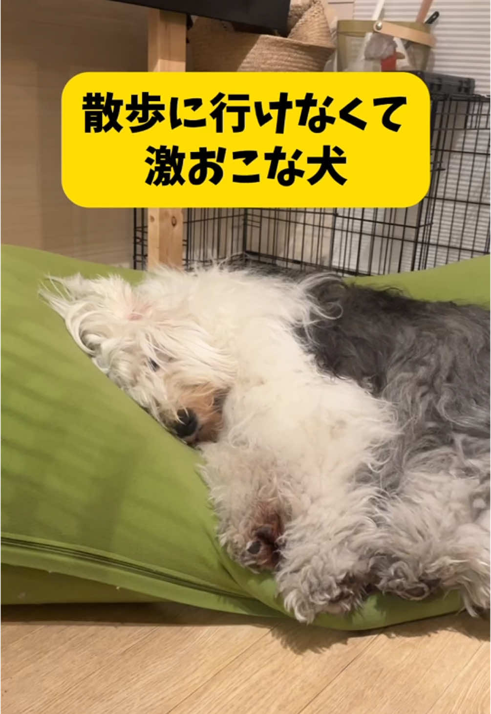 激おこすぎふ#大型犬 #犬のいる生活 #もふもふ犬 #オールドイングリッシュシープドッグ #おすすめ 