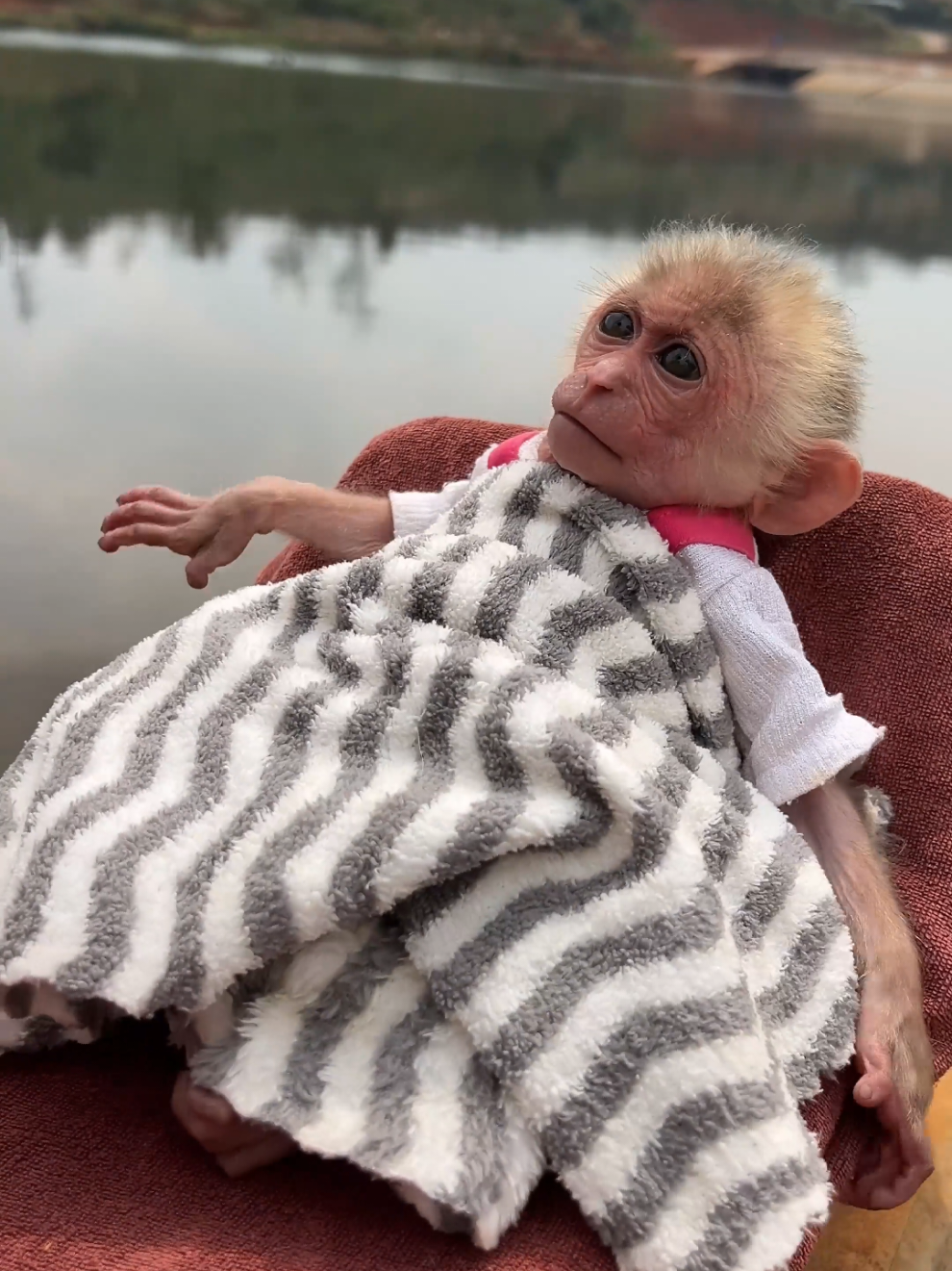 Baby monkey Moon goes to relax. #monkey #babymonkey #monkeydluffy #monkeysoftiktok #relax #usa_tiktok 