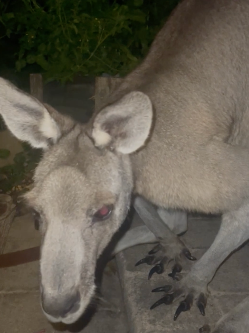 It got so close! 😬 🎥 - @monnnari  #fyp #kangaroo #animal #close #australia