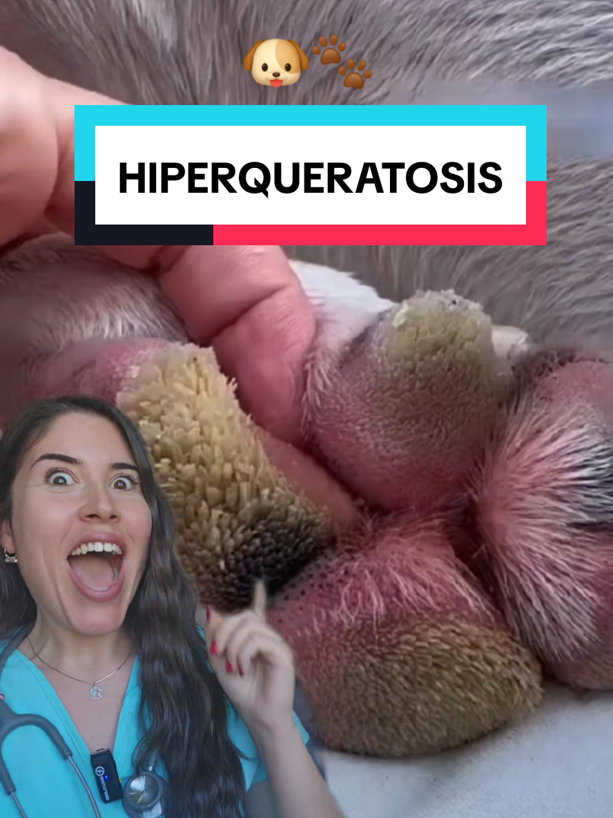 Callos en perros? 😱 Este increíble video de @Lovemargot.co nos enseña la hiperqueratosis que sufre su perro en las patas. Debido a la longitud que alcanzan esos pelitos de queratina, que pueden causar malestar al animal, es recomendable cortarlos de vez en cuando. Pero tranquilos, no duele! 🐶❤️ #hiperqueratosis #perros #videossatisfatorios #saludperros #consejosveterinarios #cuidadosperro 