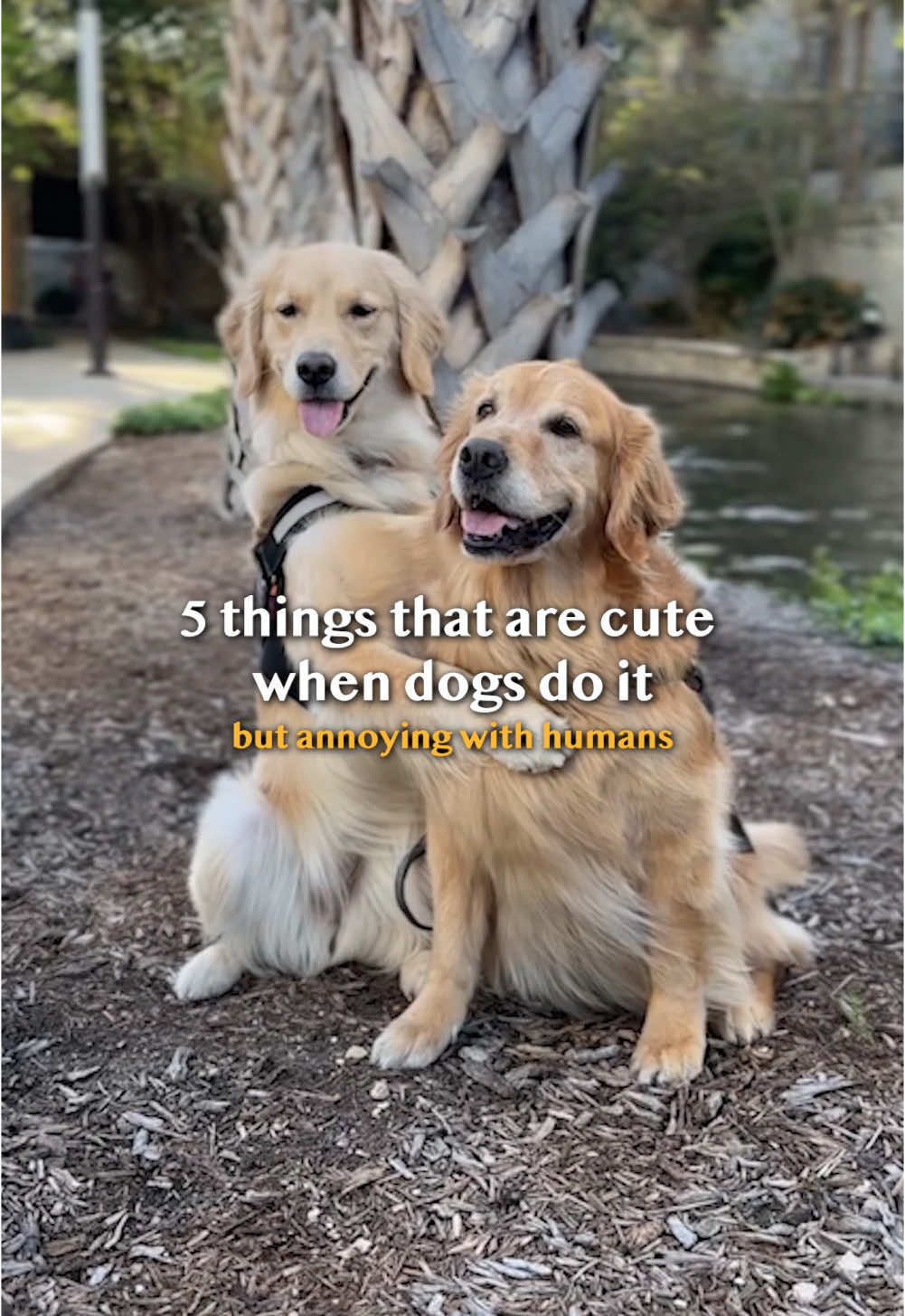 Talk about a double standard! #goldenretrieverlife #dog #comedy #smile 