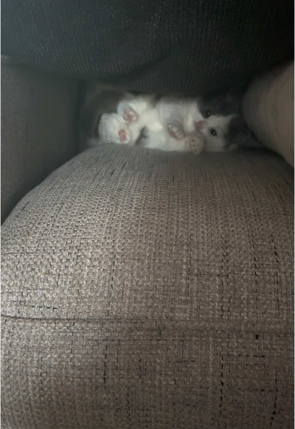 Kerm loves his pillow fort #kermitthecat #kermiewormy #dwarfcat #kittens #catsoftiktok  