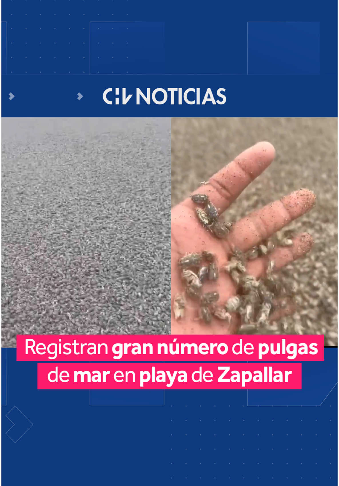 A través de redes sociales se viralizó un registro de la playa de Cachagua, en la comuna de Zapallar, donde se ven miles de pulgas de mar sobre la arena. De acuerdo a la municipalidad, los crustáceos regresaron horas más tarde a su hábitat de forma autónoma. Si bien no transmiten ningún tipo de enfermedad al ser humano, su presencia puede ser molesta; sus picaduras pueden causar picazón e irritación a la piel. ¿Por qué estaban de forma masiva en la playa? Desde Sernapesca explicaron que se trataría del fenómeno de surgencia costera, en el que las aguas más profundas ascienden a la superficie. #CHVNoticias #CHVNacional