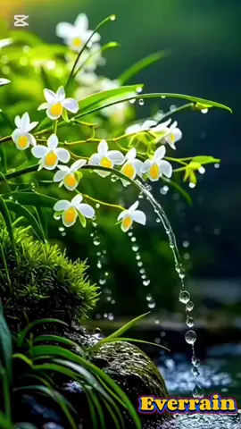 #တို့နှစ်ယောက်တည်းသိခဲ့တဲ့ဇာတ်လမ်းလေး #ဝေးဝေးကလွမ်း #မာရဇ္ဇ #မြန်မာသံစဥ်များကိုချစ်မြတ်နိုးသူ #myanmartiktok🇲🇲🇲🇲 #fpy #everrain #trendingsong 