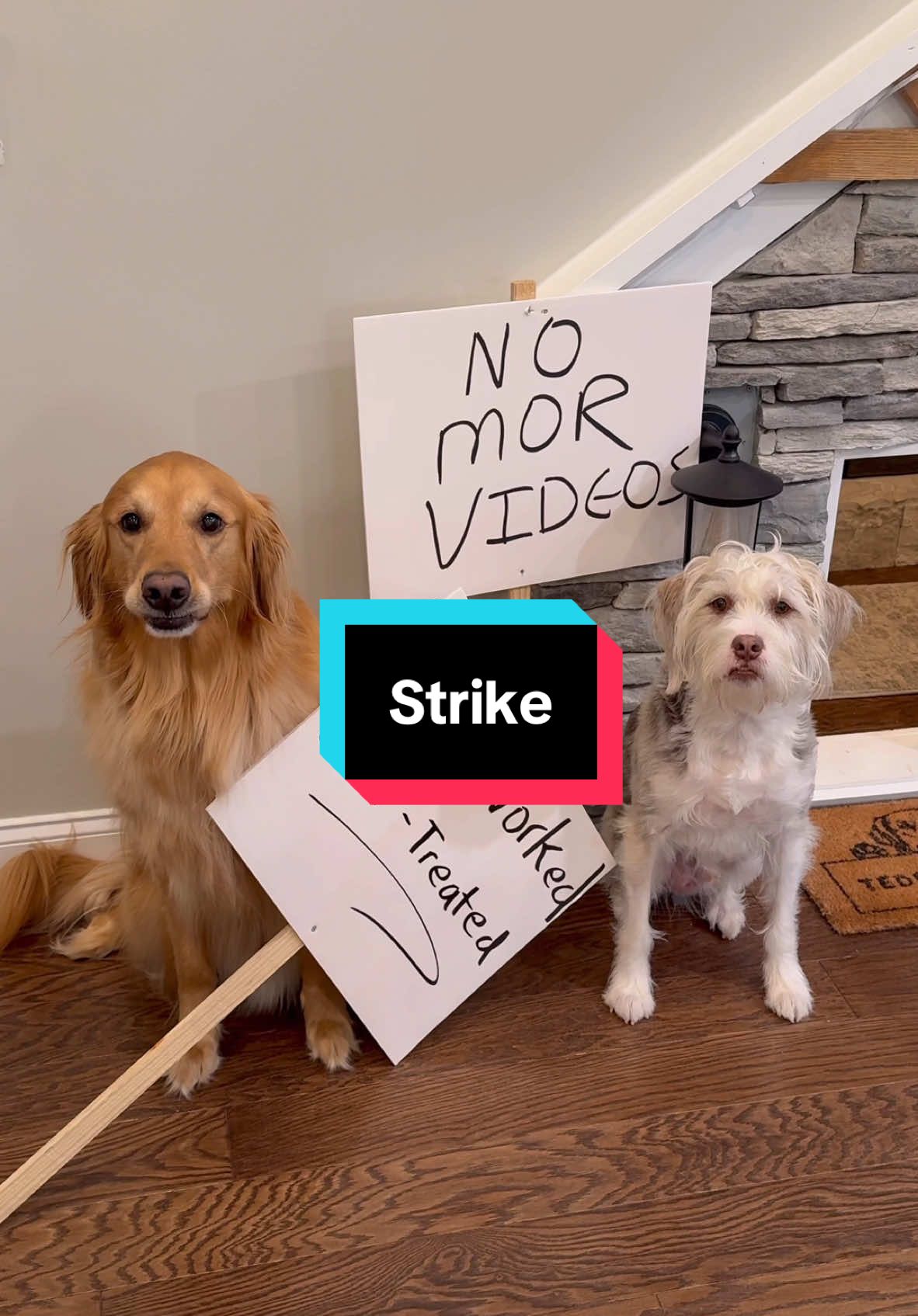 My dogs went on strike! #Dog #GoldenRetriever #dogsoftiktok 