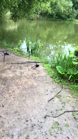We love a fish in the net.. #fyp #foryou #foryoupage #fishing #fishinglife #fishtok #angler #carpfishing #nayzofishing #viral 