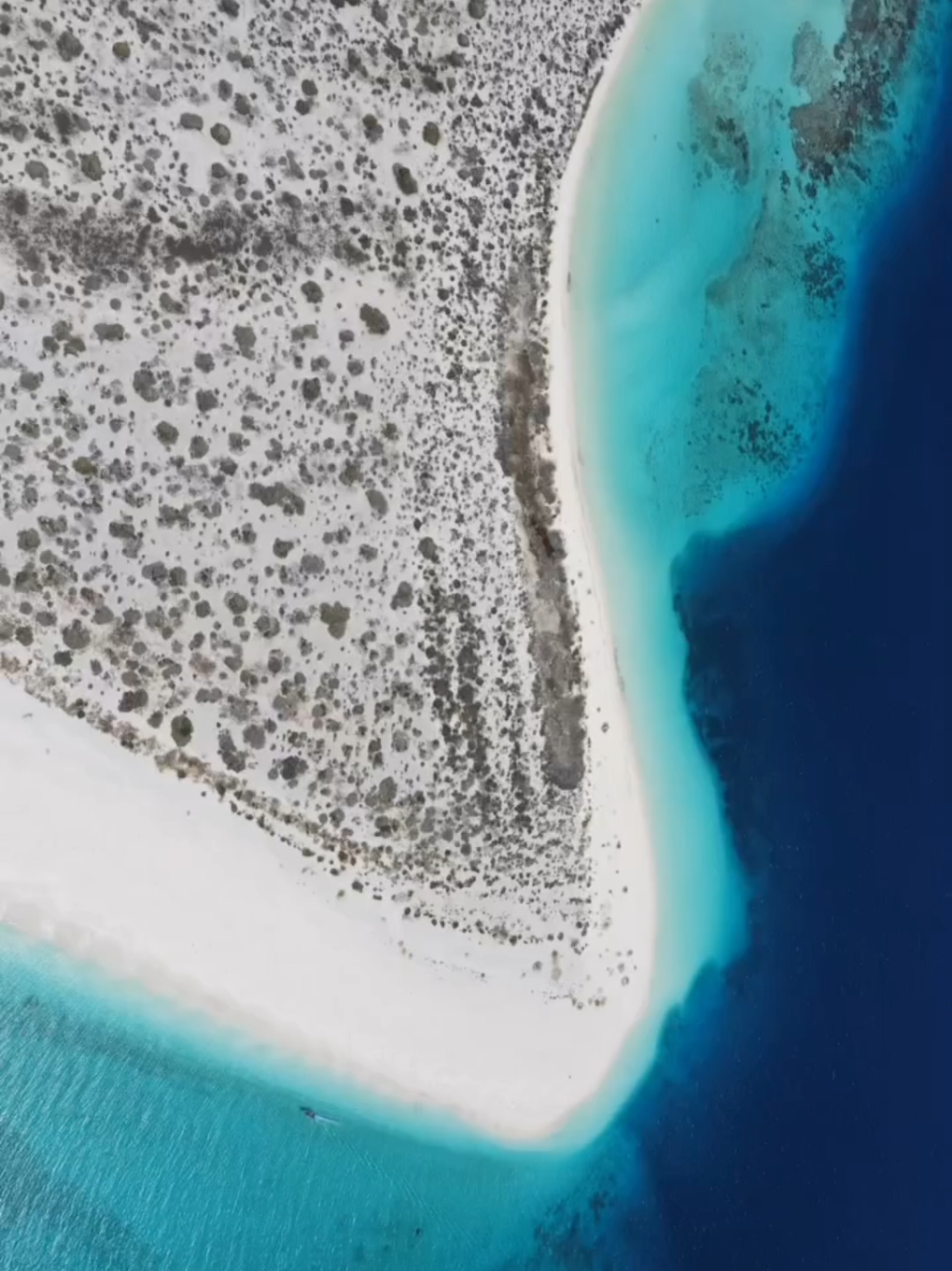 Isla la Tortuga, Venezuela 🇻🇪  Créditos 📽️: @Veneland (IG) @Pontontrips (IG) @Rossana Rodríguez da Silva  @Lua.cabrera (IG) @Maruliriano (IG) @Isaías Landaeta  @Bivirosales  @Emmanueldenora (IG) @Café Naiguatá | Turismo  @Dalilagebran (IG) #venezuela #islalatortuga #paratiiiiiiiiiiiiiiiiiiiiiiiiiiiiiii  #venezolanosporelmundo 