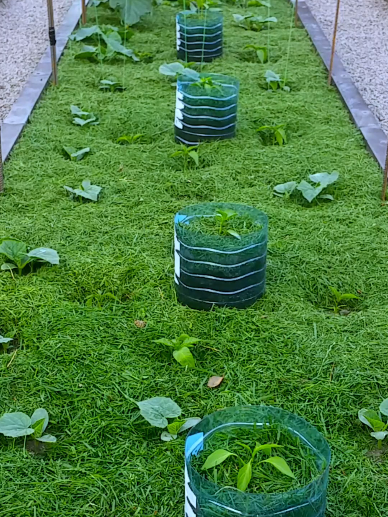 Experimental garden bed, June 16. As an experiment, I decided to plant three different types of vegetables in one vegetable bed. The area of ​​this vegetable bed is seven square meters, I managed to place on it: 35 cucumber bushes, 12 eggplant bushes and 15 hot pepper bushes. What came out of this, you can see in my other videos. #Horticulture #Harvest #gardening #GardenHarvest #GardeningForBeginners #GardenHouse #Organic #Mulch #gardeningplants 