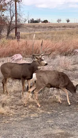 A buck someone nicknamed “Goalpost” keeps a watch over a doe.   www.GoodBullGuided.com  #Photography #wildlife #nature #colorado #goodbull #muledeer #buck #deer #muley 