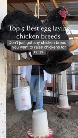 Here are some other chicken breeds recommendations for egg layers. New Hampshire Red  ﻿﻿Eggs per year: 200-280 (﻿﻿Large Brown eggs) Delaware ﻿﻿Eggs per year: 200-280 (﻿﻿Large Brown eggs) Sussex (Speckled Sussex) ﻿﻿Eggs per year: 200-280 ﻿﻿(Cream to light brown Large eggs) Buff Orpington ﻿﻿Eggs per year: 200-280 (﻿﻿Light brown medium-Large eggs) ﻿﻿ Easter Egger ﻿﻿Eggs per year: 180-250 ﻿﻿Egg color: Blue, green, pink, or light brown (varies per hen) ﻿﻿ Medium - Large ##chickens##chooks##chicks##chickenbreeds