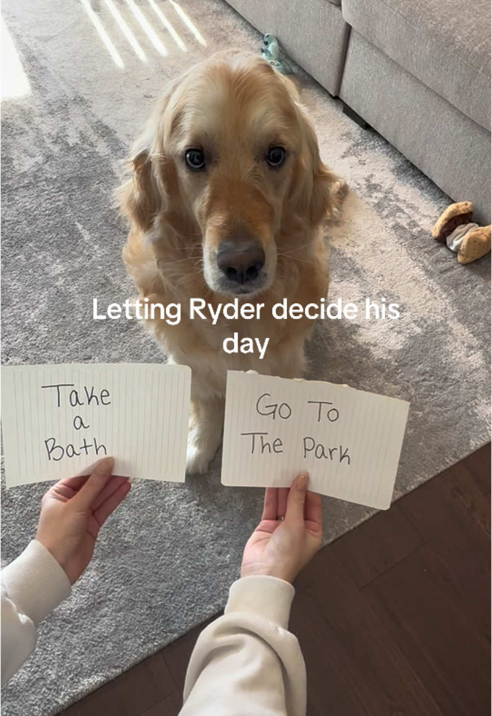 Sorry dude 🤷🏼‍♀️ #goldenretriever #fyp #puppy #dogsoftiktok #reading 