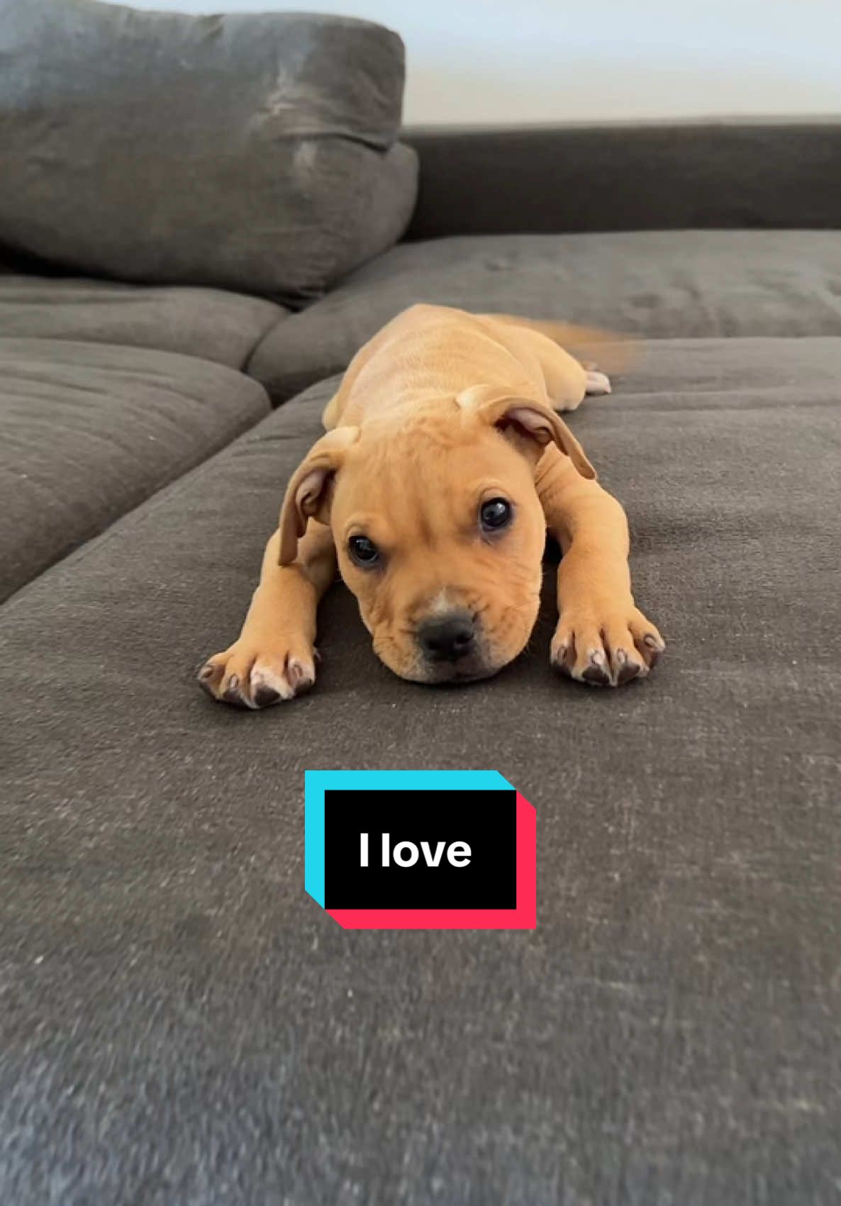 I love ❤️ . #ilove #trend #trendy #pitbull #pitbullsoftiktok #puppy #pitbullpuppy 