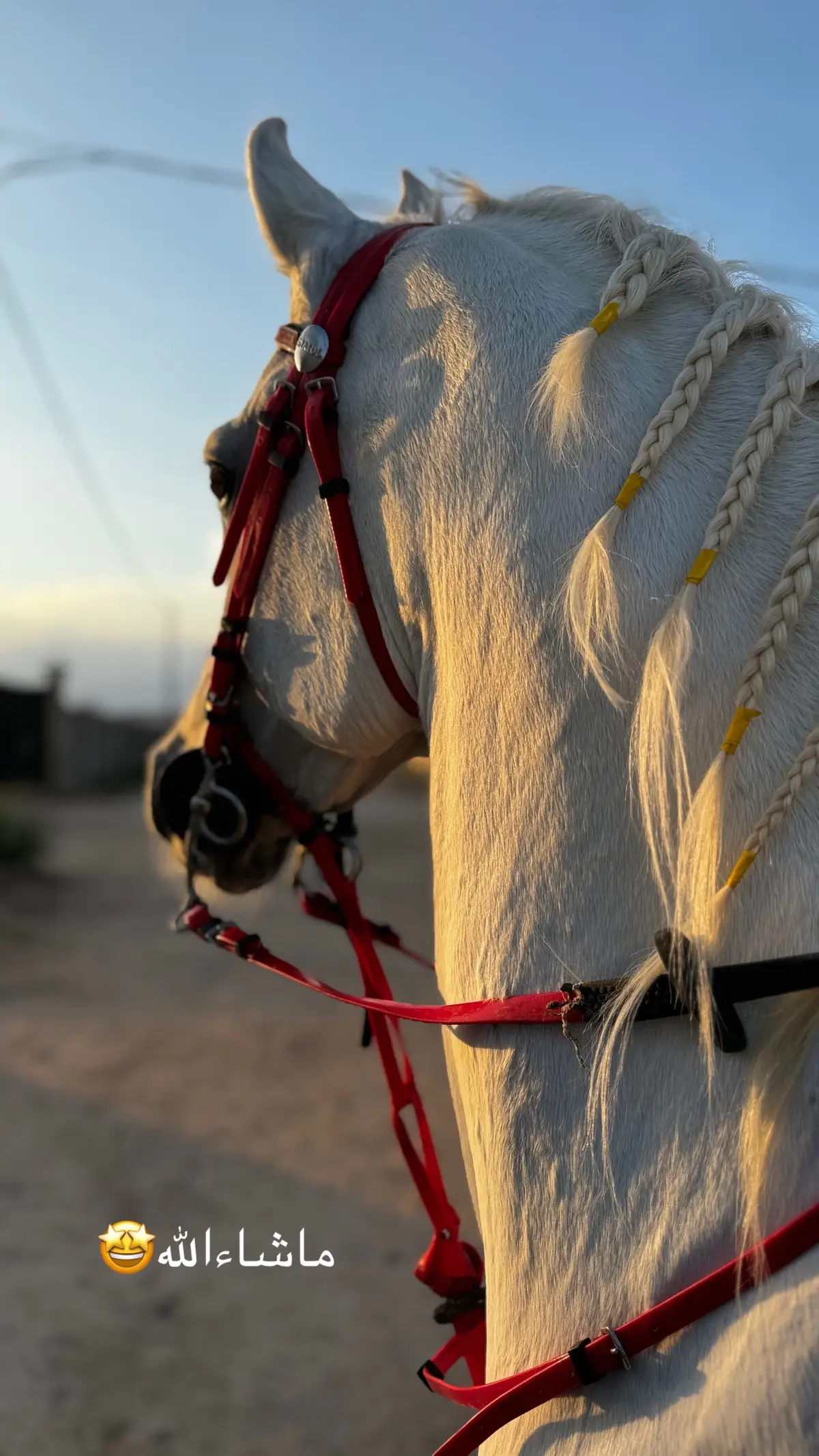 #غزال #خيل_وخياله🐎 #خيل_عربي_اصيل🐎🐎 #الردف_الطائف #