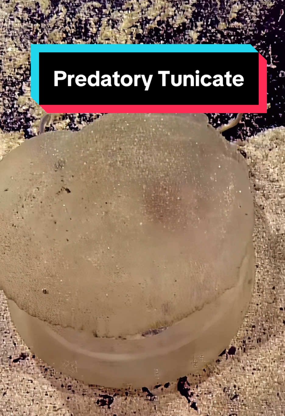 No, it’s not a translucent hamburger bun- it’s a predatory #tunicate! This marine invertebrate fascinated our #CorpsofExploration while diving in the waters of #Palau last year. #NautilusLive #oceananimal #marineinvertebrates #oceancreature #deepsea 