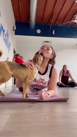 Follow for more things to do in San Diego 🥰One of my favorite experiences in my life. Tickets are only $35 dollars and proceeds help animal rescues. The best part is that if you are looking for a new pup you can literally start the adoption process after the class. If you are someone who doesn’t do yoga or isn’t super flexible, the class is actually very simple and friendly to all levels. If you just want to come in and sit and play with puppies, that’s an awesome option too! 🌸💗#puppyyoga #rescuedog #sandiego #yogawithdogs