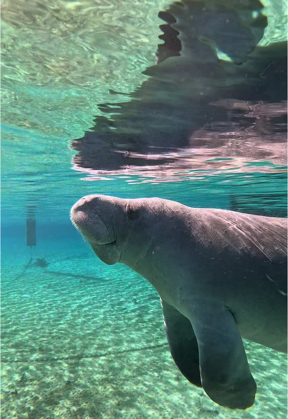 A lil manatee hangout vlog with @FloridaGuideJosh <3 #manatee #manateeseason 