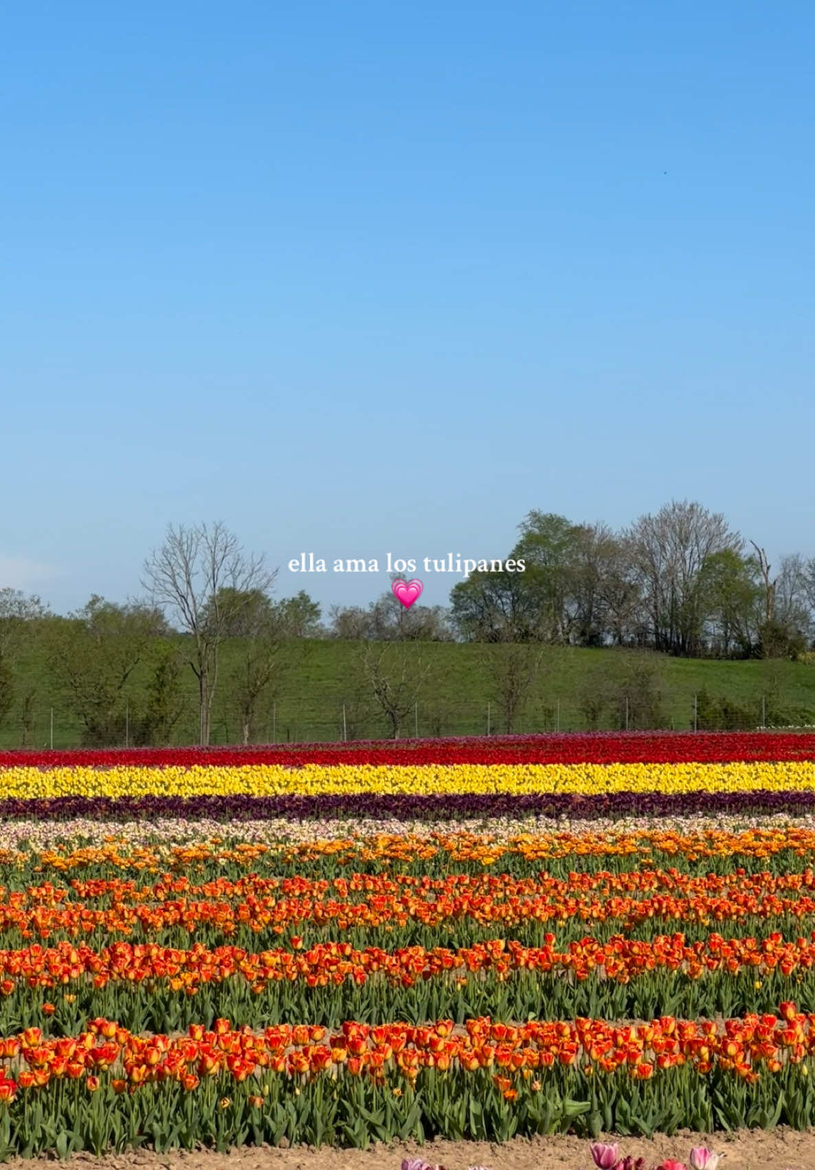 por siempre mis flores favoritas💗 | #tulip #tulips #tulipseason #tulipanes #tulipfestival #tulipfarm #tulipfields #tulipan #tuliplover #favoriteflower #flores #flower #girls #girly #girlythings #girlstalk #teamwork #girlssupportgirls #microinfluencer #latina #fyp #fypシ #parati #paratii #viralvideo #viraltiktok #explore 