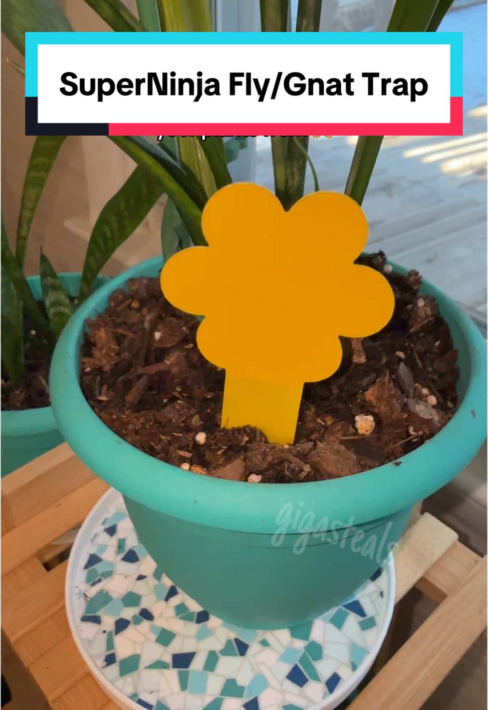 These eco friendly sticky traps are perfect for protecting your plants from fruit flies and gnats! #superninja #flytrap #plants #plantprotection #gnats #fruitflies 