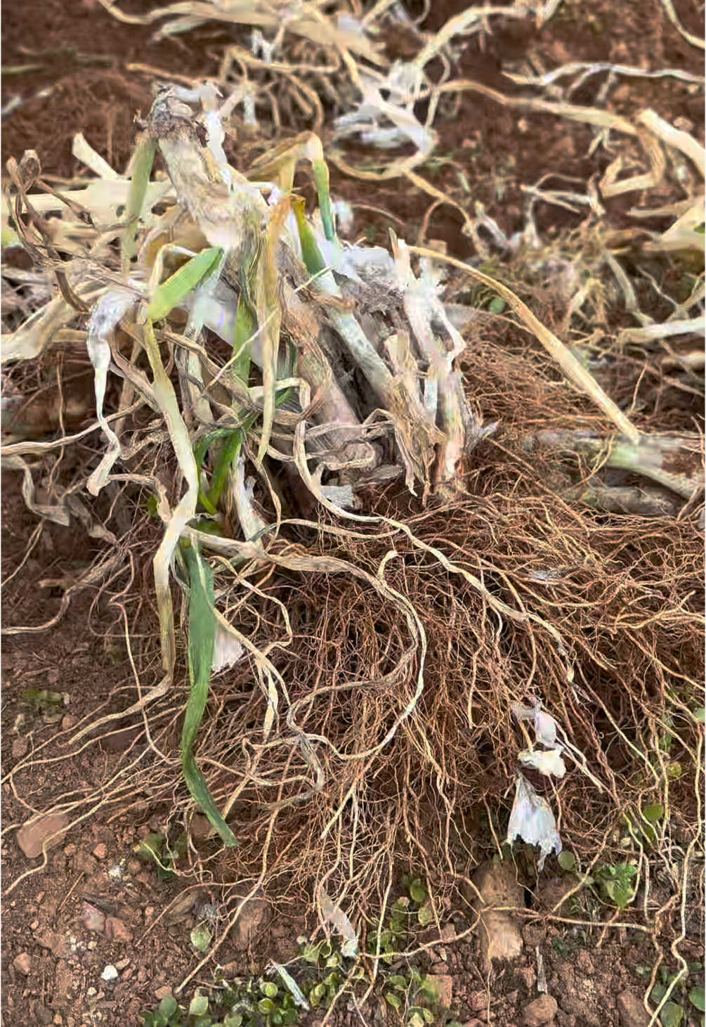 겨울대파수확#harvesting winter onions#korea 