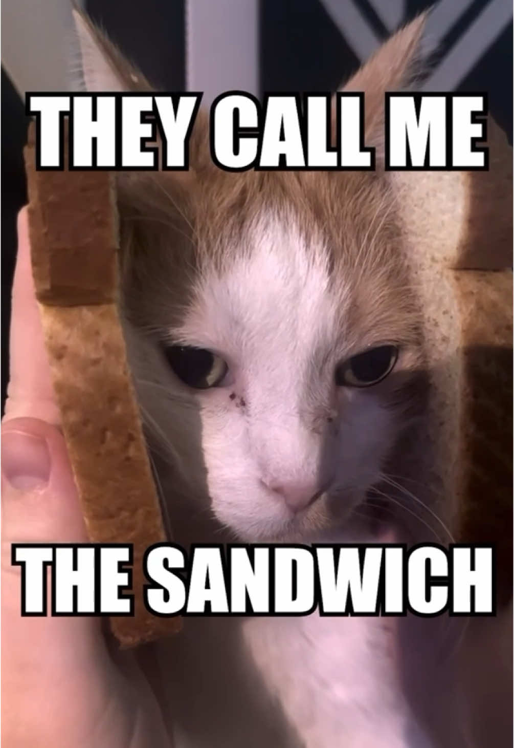 they call me the sandwichh #larry #evillarry #catmemes #evilburga #chillcatguy #catsoftiktok #dankmemes #dankmeme #offlain #catmeme #scarieststories 