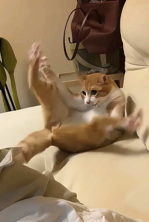 Strange cat#cat #funnycat #funnyvideos #usa🇺🇸 #pet #animals 