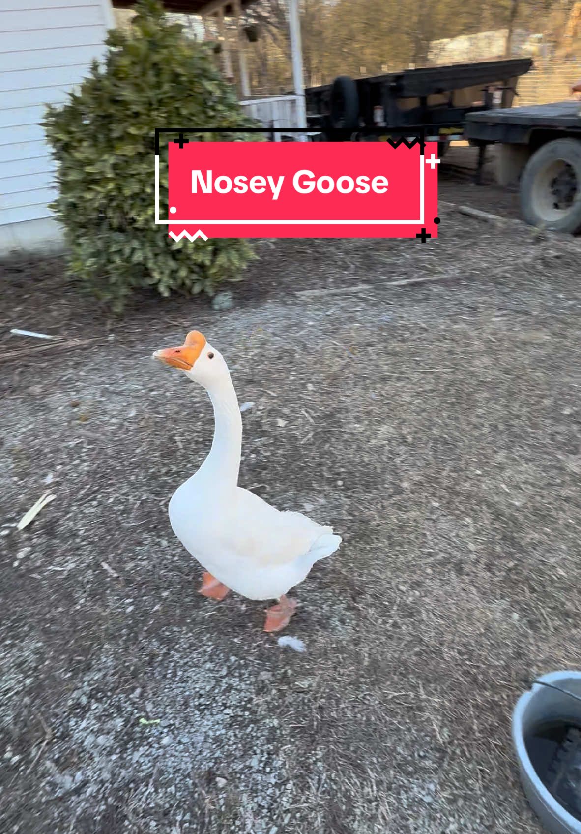 Our new goose always has to be in the middle of what we’re doing 😂 #4seasonsfarm #farmlife #noseygoose #geeseoftiktok 